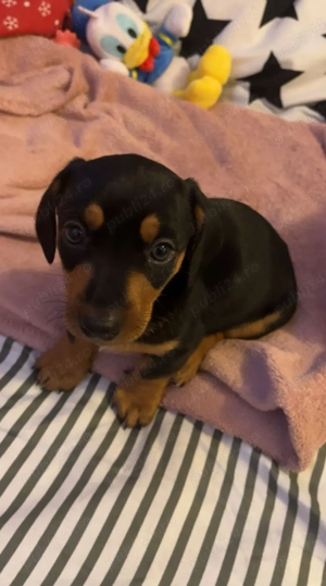 Teckel de 2 luni - imagine 2