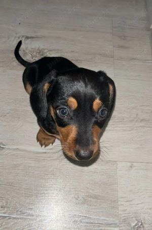 Teckel de 2 luni - imagine 3