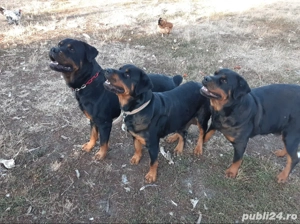 Vând căței Rottweiler  - imagine 2