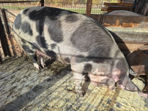 De vanzare scroafa de 2 ani pentru sacrificat - imagine 2