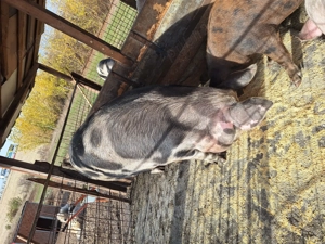 De vanzare scroafa de 2 ani pentru sacrificat