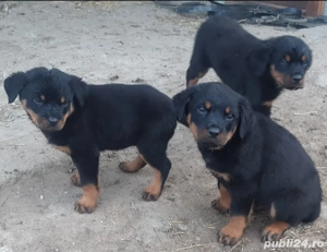 Vând căței Rottweiler 
