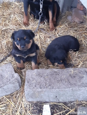 Vând căței Rottweiler  - imagine 5