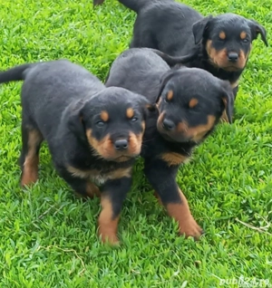 Vând căței Rottweiler  - imagine 3