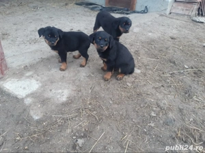 Vând căței Rottweiler  - imagine 4