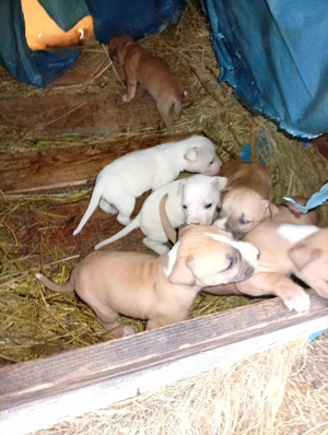 Puișori de Amstaff,își caută căsuța noua - imagine 2