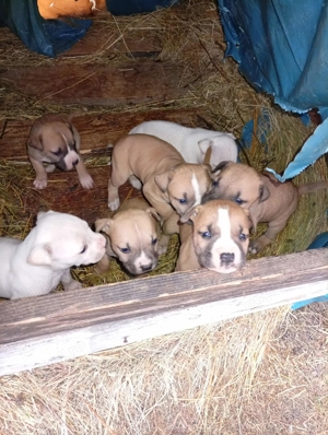 Puișori de Amstaff,își caută căsuța noua