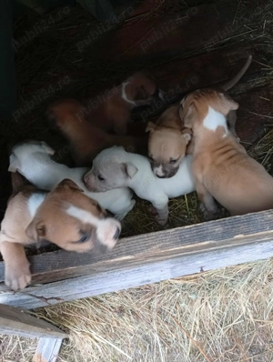 Puișori de Amstaff,își caută căsuța noua - imagine 5