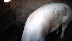 Vând porc 180 unul si 250  kg rasă Duroc si Landrace - imagine 2