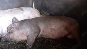 Vând porc 180 unul si 250  kg rasă Duroc si Landrace - imagine 3