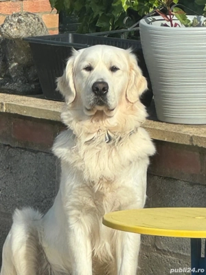 Vând pui Golden Retriever albi de show   3 fetițe superbe, linie campioni UK!    - imagine 4