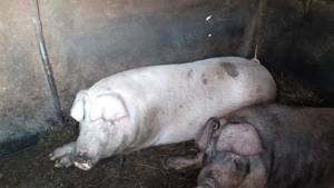 Vând porc 180 unul si 250  kg rasă Duroc si Landrace - imagine 4