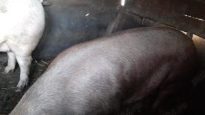 Vând porc 180 unul si 250  kg rasă Duroc si Landrace - imagine 5