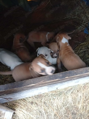 Puișori de Amstaff,își caută căsuța noua - imagine 3