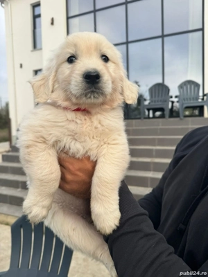 Vând pui Golden Retriever albi de show   3 fetițe superbe, linie campioni UK!    - imagine 2