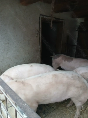 Porci de sacrificat crescuți cu cereale