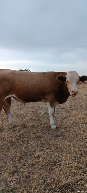 vând viței  - imagine 4