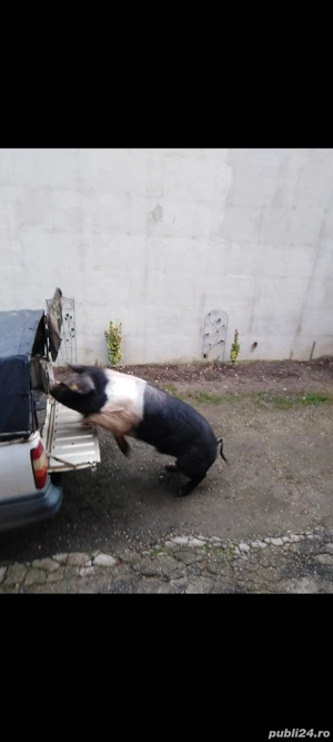 Bazna de Bazna, CRESCUȚI CA LA CARTE! Dispun și de cântar! - imagine 2