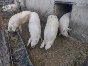 Porci de vânzare  - imagine 2