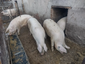 Porci de vânzare  - imagine 3