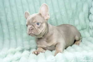 Bulldog Francez - RAR!! Isabela cu ochii albastrii - posibilitate transport - buldog francez  - imagine 3