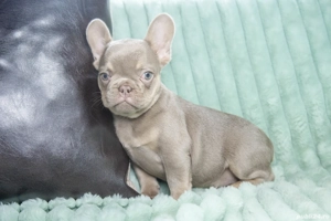 Bulldog Francez - RAR!! Isabela cu ochii albastrii - posibilitate transport - buldog francez  - imagine 4