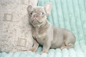 Bulldog Francez - RAR!! Isabela cu ochii albastrii - posibilitate transport - buldog francez  - imagine 2