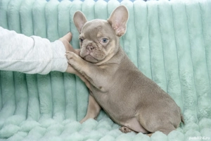 Bulldog Francez - RAR!! Isabela cu ochii albastrii - posibilitate transport - buldog francez  - imagine 5