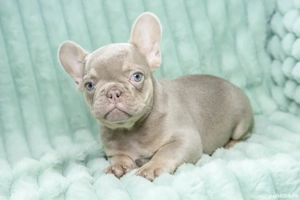 Bulldog Francez - RAR!! Isabela cu ochii albastrii - posibilitate transport - buldog francez 