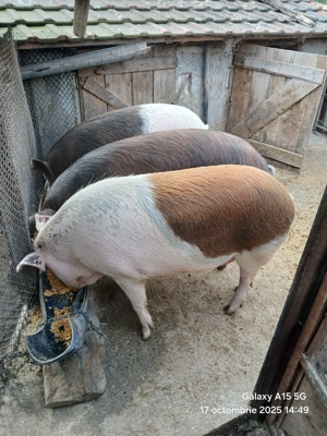 Porci de vanzare-2 buc din 3 - imagine 2