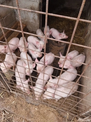 Vând purcei 7 săptămâni 16 bucăți 25 kg 350 lei și 3 bucăți 35 kg 450 lei  - imagine 2