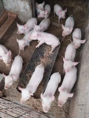 Vând purcei 7 săptămâni 16 bucăți 25 kg 350 lei și 3 bucăți 35 kg 450 lei 