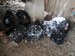 Vand cocoși și găini cochinchina - imagine 2