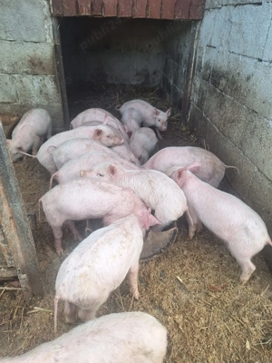 Vând purcei 7 săptămâni 16 bucăți 25 kg 350 lei și 3 bucăți 35 kg 450 lei  - imagine 3