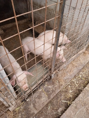 Vând purcei 7 săptămâni 16 bucăți 25 kg 350 lei și 3 bucăți 35 kg 450 lei  - imagine 4