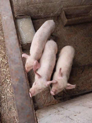 Vând purcei 7 săptămâni 16 bucăți 25 kg 350 lei și 3 bucăți 35 kg 450 lei  - imagine 5