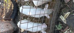 porci de vânzare - imagine 2