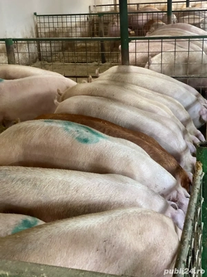 porci de vanzare  - imagine 3