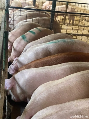 porci de vanzare  - imagine 2