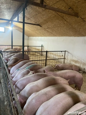 porci de vanzare  - imagine 4