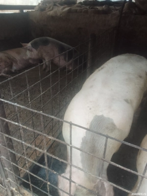 Porci de vînzare - imagine 3