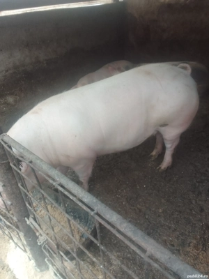 Porci de vînzare