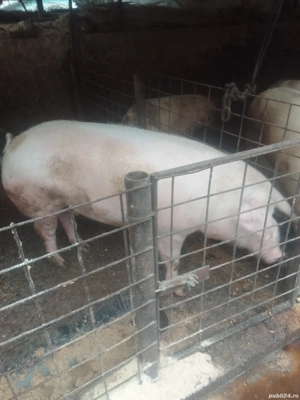 Porci de vînzare - imagine 2