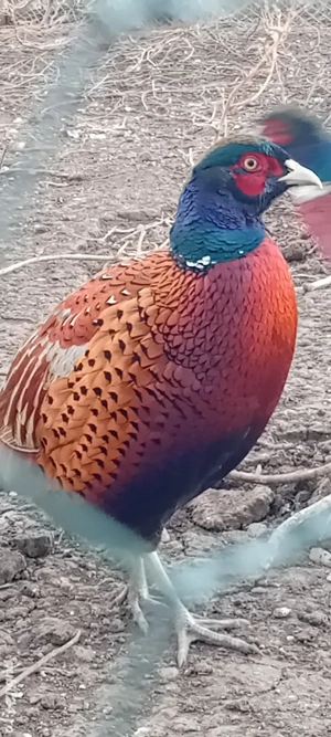 Fazani comun si tenebros