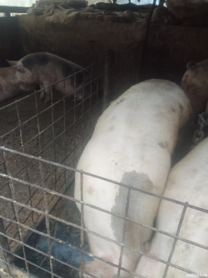 Porci de vînzare - imagine 4