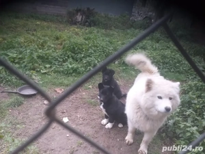 Cățel spre donație - imagine 5