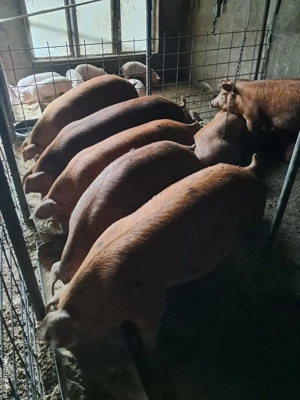 Vând porci - imagine 4