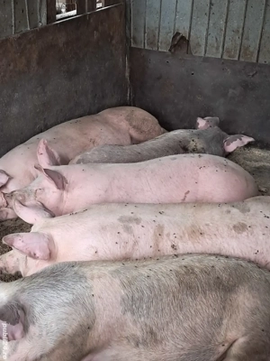 Vând porci - imagine 5