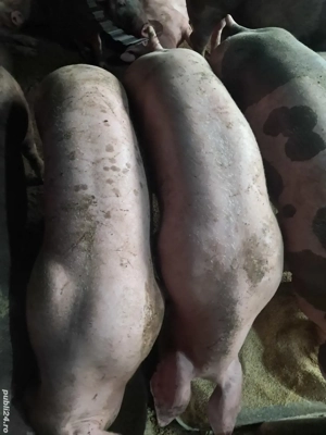 Vând porci - imagine 3