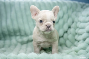 Bulldog Francez - Platinum cu ochii albastrii - posibilitate transport - buldog francez 